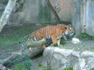 Filename=Ft_Worth_Zoo1_12-23-01_093.jpg
Filesize=1197KiB
Dimensions=2048x1536
Date added=Sep 28, 2019 Ft_Worth_Zoo1_12-23-01_093.jpg