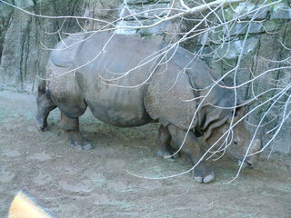 Filename=Ft_Worth_Zoo1_12-23-01_096.jpg
Filesize=1170KiB
Dimensions=2048x1536
Date added=Sep 28, 2019 Ft_Worth_Zoo1_12-23-01_096.jpg
