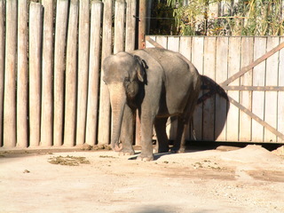 Filename=Ft_Worth_Zoo1_12-23-01_099.jpg
Filesize=1289KiB
Dimensions=2048x1536
Date added=Sep 28, 2019 Ft_Worth_Zoo1_12-23-01_099.jpg