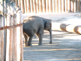 Filename=Ft_Worth_Zoo1_12-23-01_101.jpg
Filesize=1317KiB
Dimensions=2048x1536
Date added=Sep 28, 2019 Ft_Worth_Zoo1_12-23-01_101.jpg