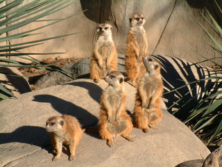 Filename=Ft_Worth_Zoo2_12-23-01_005.jpg
Filesize=1293KiB
Dimensions=2048x1536
Date added=Sep 28, 2019 Ft_Worth_Zoo2_12-23-01_005.jpg