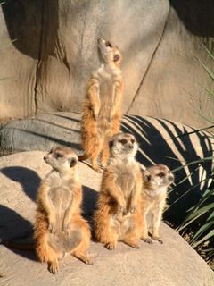 Filename=Ft_Worth_Zoo2_12-23-01_006.jpg
Filesize=1250KiB
Dimensions=1536x2048
Date added=Sep 28, 2019 Ft_Worth_Zoo2_12-23-01_006.jpg