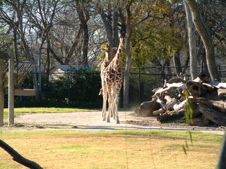 Filename=Ft_Worth_Zoo2_12-23-01_012.jpg
Filesize=1230KiB
Dimensions=2048x1536
Date added=Sep 28, 2019 Ft_Worth_Zoo2_12-23-01_012.jpg