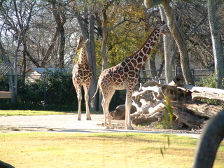 Filename=Ft_Worth_Zoo2_12-23-01_013.jpg
Filesize=1233KiB
Dimensions=2048x1536
Date added=Sep 28, 2019 Ft_Worth_Zoo2_12-23-01_013.jpg
