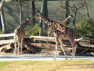 Filename=Ft_Worth_Zoo2_12-23-01_014.jpg
Filesize=1248KiB
Dimensions=2048x1536
Date added=Sep 28, 2019 Ft_Worth_Zoo2_12-23-01_014.jpg