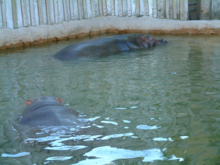 Filename=Ft_Worth_Zoo2_12-23-01_015.jpg
Filesize=1251KiB
Dimensions=2048x1536
Date added=Sep 28, 2019 Ft_Worth_Zoo2_12-23-01_015.jpg