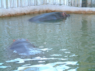 Filename=Ft_Worth_Zoo2_12-23-01_016.jpg
Filesize=1251KiB
Dimensions=2048x1536
Date added=Sep 28, 2019 Ft_Worth_Zoo2_12-23-01_016.jpg