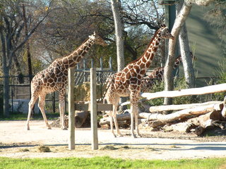 Filename=Ft_Worth_Zoo2_12-23-01_017.jpg
Filesize=1249KiB
Dimensions=2048x1536
Date added=Sep 28, 2019 Ft_Worth_Zoo2_12-23-01_017.jpg