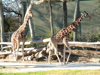 Filename=Ft_Worth_Zoo2_12-23-01_018.jpg
Filesize=1253KiB
Dimensions=2048x1536
Date added=Sep 28, 2019 Ft_Worth_Zoo2_12-23-01_018.jpg