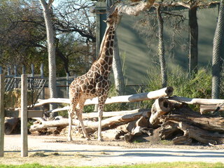 Filename=Ft_Worth_Zoo2_12-23-01_019.jpg
Filesize=1252KiB
Dimensions=2048x1536
Date added=Sep 28, 2019 Ft_Worth_Zoo2_12-23-01_019.jpg