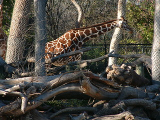 Filename=Ft_Worth_Zoo2_12-23-01_020.jpg
Filesize=1362KiB
Dimensions=2048x1536
Date added=Sep 28, 2019 Ft_Worth_Zoo2_12-23-01_020.jpg