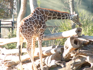 Filename=Ft_Worth_Zoo2_12-23-01_022.jpg
Filesize=1409KiB
Dimensions=2048x1536
Date added=Sep 28, 2019 Ft_Worth_Zoo2_12-23-01_022.jpg