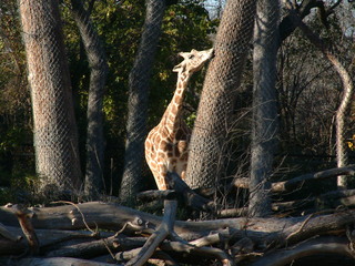 Filename=Ft_Worth_Zoo2_12-23-01_023.jpg
Filesize=1351KiB
Dimensions=2048x1536
Date added=Sep 28, 2019 Ft_Worth_Zoo2_12-23-01_023.jpg