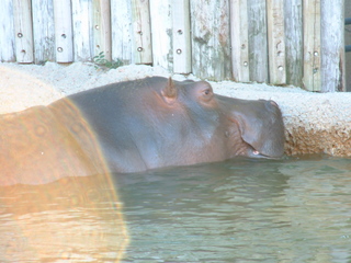 Filename=Ft_Worth_Zoo2_12-23-01_026.jpg
Filesize=1296KiB
Dimensions=2048x1536
Date added=Sep 28, 2019 Ft_Worth_Zoo2_12-23-01_026.jpg