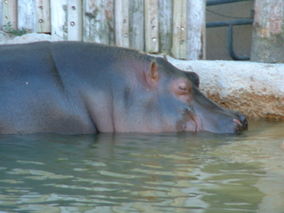 Filename=Ft_Worth_Zoo2_12-23-01_027.jpg
Filesize=1223KiB
Dimensions=2048x1536
Date added=Sep 28, 2019 Ft_Worth_Zoo2_12-23-01_027.jpg