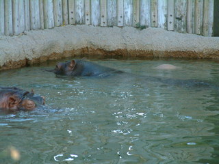 Ft_Worth_Zoo2_12-23-01_028.jpg