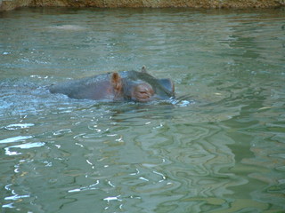 Filename=Ft_Worth_Zoo2_12-23-01_029.jpg
Filesize=1154KiB
Dimensions=2048x1536
Date added=Sep 28, 2019 Ft_Worth_Zoo2_12-23-01_029.jpg