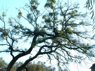 Filename=Ft_Worth_Zoo2_12-23-01_034.jpg
Filesize=1271KiB
Dimensions=2048x1536
Date added=Sep 28, 2019 Ft_Worth_Zoo2_12-23-01_034.jpg