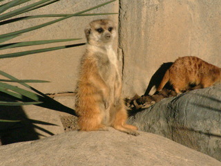 Filename=Ft_Worth_Zoo2_12-23-01_035.jpg
Filesize=1321KiB
Dimensions=2048x1536
Date added=Sep 28, 2019 Ft_Worth_Zoo2_12-23-01_035.jpg