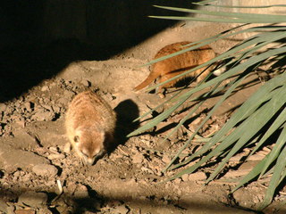 Filename=Ft_Worth_Zoo2_12-23-01_036.jpg
Filesize=1216KiB
Dimensions=2048x1536
Date added=Sep 28, 2019 Ft_Worth_Zoo2_12-23-01_036.jpg