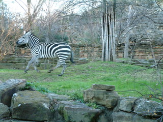 Filename=Ft_Worth_Zoo2_12-23-01_037.jpg
Filesize=1186KiB
Dimensions=2048x1536
Date added=Sep 28, 2019 Ft_Worth_Zoo2_12-23-01_037.jpg
