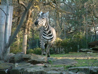 Filename=Ft_Worth_Zoo2_12-23-01_038.jpg
Filesize=1154KiB
Dimensions=2048x1536
Date added=Sep 28, 2019 Ft_Worth_Zoo2_12-23-01_038.jpg