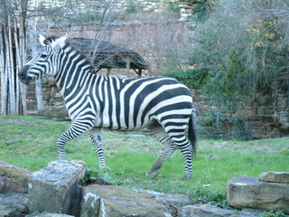 Filename=Ft_Worth_Zoo2_12-23-01_039.jpg
Filesize=1172KiB
Dimensions=2048x1536
Date added=Sep 28, 2019 Ft_Worth_Zoo2_12-23-01_039.jpg