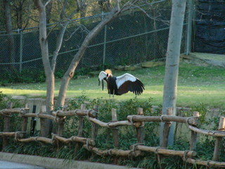 Filename=Ft_Worth_Zoo2_12-23-01_040.jpg
Filesize=1266KiB
Dimensions=2048x1536
Date added=Sep 28, 2019 Ft_Worth_Zoo2_12-23-01_040.jpg