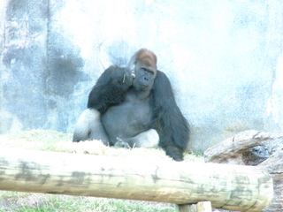 Filename=Ft_Worth_Zoo2_12-23-01_043.jpg
Filesize=1344KiB
Dimensions=2048x1536
Date added=Sep 28, 2019 Ft_Worth_Zoo2_12-23-01_043.jpg