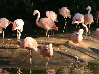 Filename=Ft_Worth_Zoo2_12-23-01_049.jpg
Filesize=1152KiB
Dimensions=2048x1536
Date added=Sep 28, 2019 Ft_Worth_Zoo2_12-23-01_049.jpg