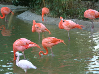 Filename=Ft_Worth_Zoo2_12-23-01_051.jpg
Filesize=1146KiB
Dimensions=2048x1536
Date added=Sep 28, 2019 Ft_Worth_Zoo2_12-23-01_051.jpg