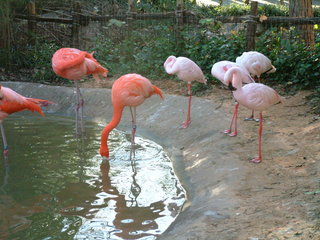 Filename=Ft_Worth_Zoo2_12-23-01_052.jpg
Filesize=1156KiB
Dimensions=2048x1536
Date added=Sep 28, 2019 Ft_Worth_Zoo2_12-23-01_052.jpg