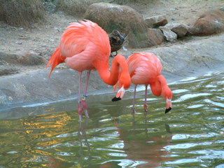 Filename=Ft_Worth_Zoo2_12-23-01_054.jpg
Filesize=1163KiB
Dimensions=2048x1536
Date added=Sep 28, 2019 Ft_Worth_Zoo2_12-23-01_054.jpg