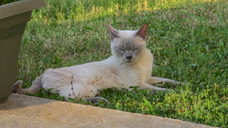 Filename=IMG_0114.JPG
Filesize=1268KiB
Dimensions=1920x1080
Date added=Sep 28, 2019 IMG_0114.JPG