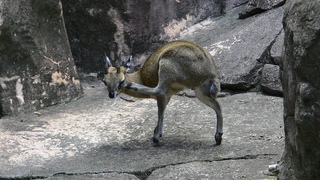 Filename=IMG_0494.JPG
Filesize=1529KiB
Dimensions=1920x1080
Date added=Sep 28, 2019 IMG_0494.JPG