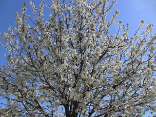 Filename=IMG_1139.JPG
Filesize=2491KiB
Dimensions=2048x1536
Date added=Sep 28, 2019 IMG_1139.JPG