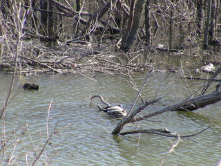 Filename=IMG_1150.JPG
Filesize=2267KiB
Dimensions=2048x1536
Date added=Sep 28, 2019 IMG_1150.JPG