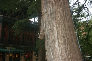 Filename=IMG_9785.JPG
Filesize=1947KiB
Dimensions=3888x2592
Date added=Sep 26, 2019 IMG_9785.JPG