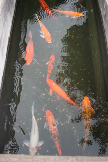 Filename=IMG_9806.JPG
Filesize=1660KiB
Dimensions=2592x3888
Date added=Sep 26, 2019 IMG_9806.JPG