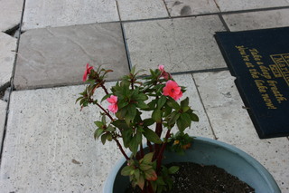 Filename=IMG_9826.JPG
Filesize=1804KiB
Dimensions=3888x2592
Date added=Sep 26, 2019 IMG_9826.JPG