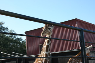 Filename=IMG_9890.JPG
Filesize=1737KiB
Dimensions=3888x2592
Date added=Sep 26, 2019 IMG_9890.JPG