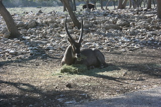 Filename=IMG_9896.JPG
Filesize=3269KiB
Dimensions=3888x2592
Date added=Sep 26, 2019 IMG_9896.JPG