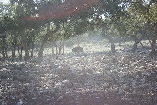 Filename=IMG_9897.JPG
Filesize=2310KiB
Dimensions=3888x2592
Date added=Sep 26, 2019 IMG_9897.JPG