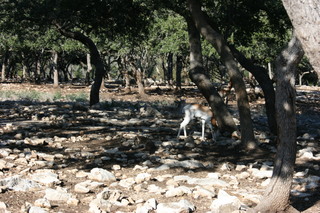 Filename=IMG_9898.JPG
Filesize=2472KiB
Dimensions=3888x2592
Date added=Sep 26, 2019 IMG_9898.JPG