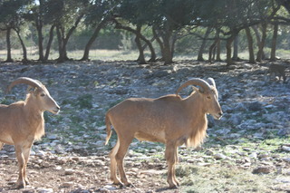 Filename=IMG_9899.JPG
Filesize=2226KiB
Dimensions=3888x2592
Date added=Sep 26, 2019 IMG_9899.JPG