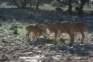 Filename=IMG_9900.JPG
Filesize=2644KiB
Dimensions=3888x2592
Date added=Sep 26, 2019 IMG_9900.JPG