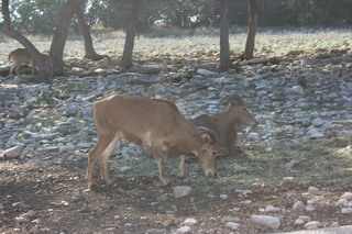 Filename=IMG_9901.JPG
Filesize=2095KiB
Dimensions=3888x2592
Date added=Sep 26, 2019 IMG_9901.JPG