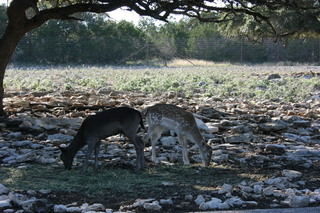 Filename=IMG_9902.JPG
Filesize=2986KiB
Dimensions=3888x2592
Date added=Sep 26, 2019 IMG_9902.JPG