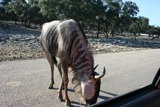 Filename=IMG_9904.JPG
Filesize=3472KiB
Dimensions=3888x2592
Date added=Sep 26, 2019 IMG_9904.JPG