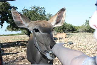 Filename=IMG_9908.JPG
Filesize=1976KiB
Dimensions=3888x2592
Date added=Sep 26, 2019 IMG_9908.JPG